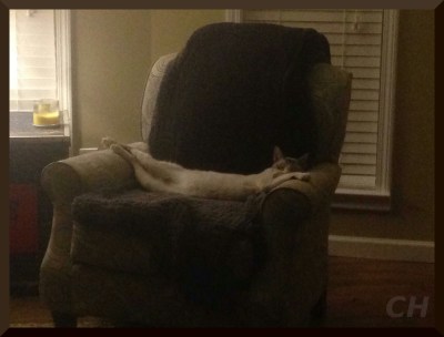 The rough life of a retired barn cat.