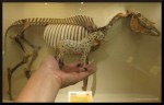 rodneys-saga-sp-equus-skeleton-updated