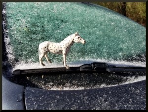Spotted on the windshield.
