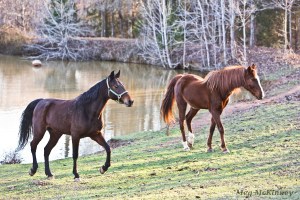Slim, left, and Tiny, take a leisurely stroll together, seeing each other from their side vision ability.
