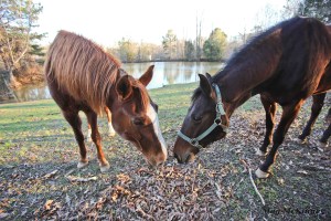 Horses meet and greet by sniffing noses. Standing this close and straight on, they probably can’t see each other’s faces, because of their wide set eyes, but they can still watch for potential predators ahead and behind them.