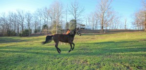 Slim gallops across the pasture, seeing in the distance ahead of her, but not the ground directly in front of her.