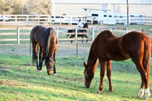 Slim, left, and Tiny, quietly graze at Stepping Stone Farm Riding Academy, with the ability to see the horse and rider in the ring, but not a few feet in front of them.