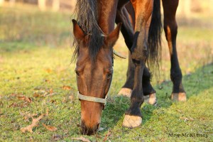 Horses’ eyes are on the side of their heads, providing great peripheral vision to spot predators, but Slim has to use her nose to seek grass.