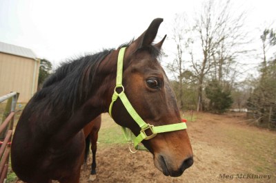 slimhorsevision_mckinneymeg_2016_0156a-s