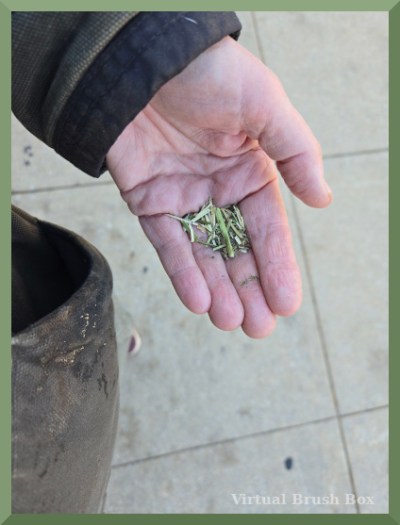 photo of a hand holding small scraps of hay