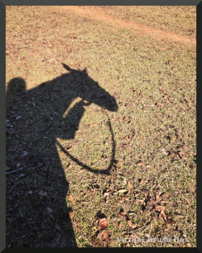 photo of shadow of horse and human