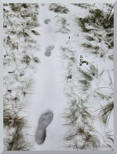 photo of footprints in snow
