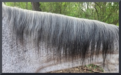 photo of a grey horse's long mane