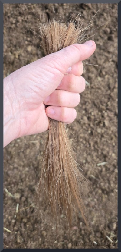 photo of a hand holding a hank of horse hair