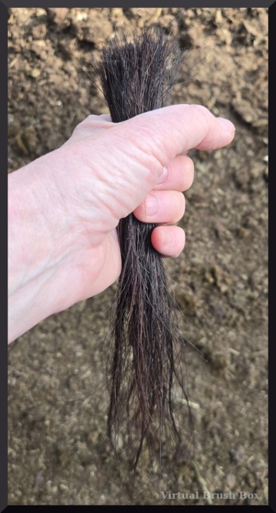 photo of a hand holding a hank of horse hair
