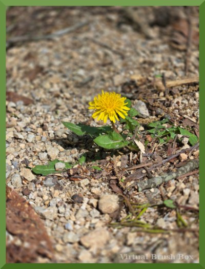 photo of a dandelion growing in gravel