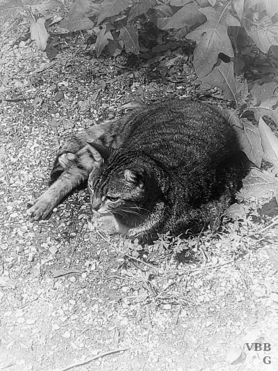 photo of cat lying on ground, black & white
