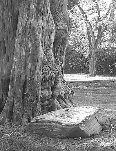 photo of tree trunk, black & white