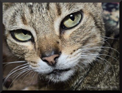 photo close up of tabby cat, black border