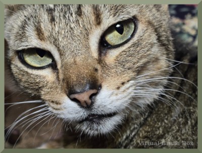 photo close up of tabby cat, green border
