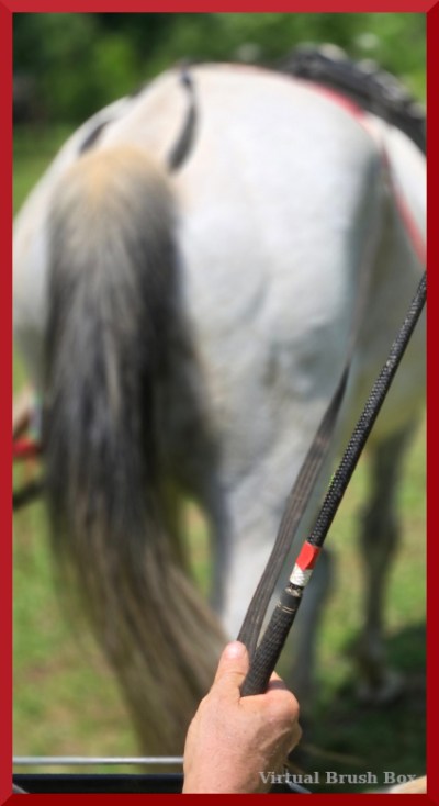 Photo of a hand holding rein and driving whip, horse in background