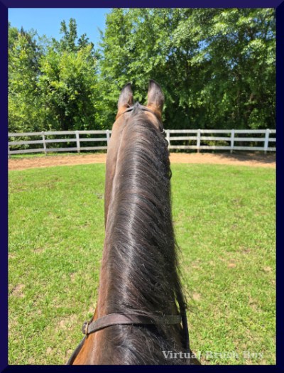 photo of a horse's very alert ears from the saddle