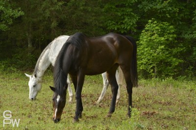 Photo of two horses grazing