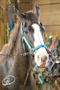 photo of horse on crossties