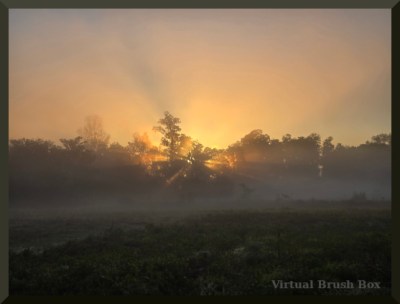 Photo of sunrise through trees with foreground of grass and fog