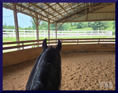 Photo of the ears and neck of a black horse in a covered ring