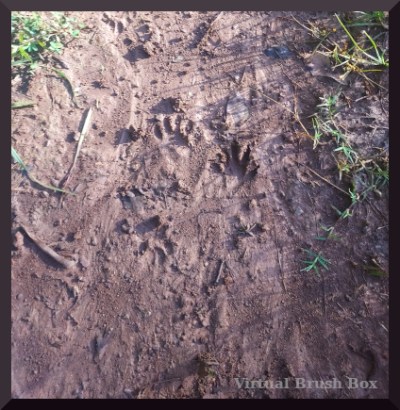 photo of paw prints on a muddy path