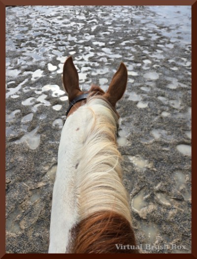 photo of neck, head, and ears of brown & white pony