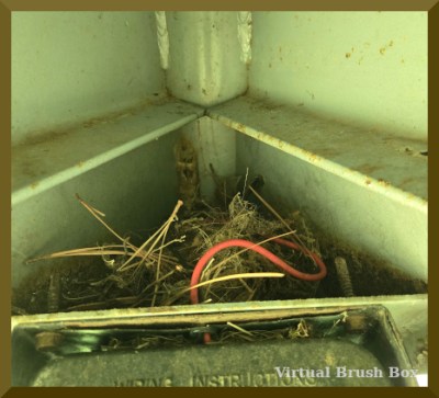 photo of twigs in the overhang of a horse trailer