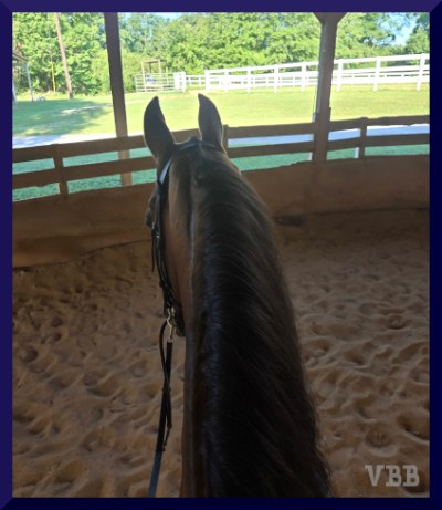 Photo of the ears and neck of a bay horse looking out of a covered ring