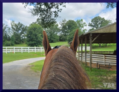Photo of the ears and neck of a chestnut horse