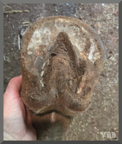 Photo of the bottom of a horse hoof