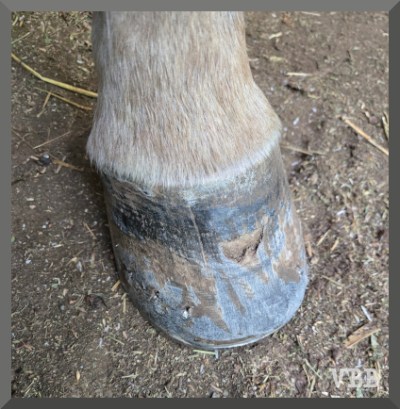 Photo the hoof of a newly shod gray horse
