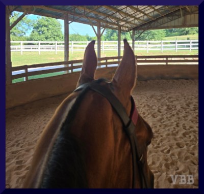 Photo of the ears, neck, & partial face of a bay horse in a covered arena