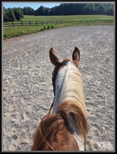 Photo of the ears and neck of a brown and white pony, in a ring with fence and field in the distance