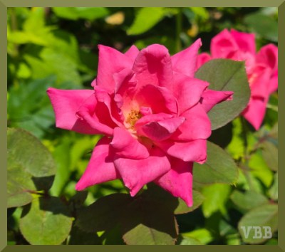 photo close up of pink rose