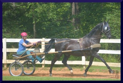 black horse pulling driver in a jog cart
