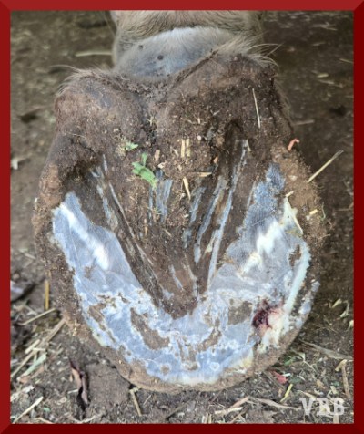 photo of bottom of horse hoof