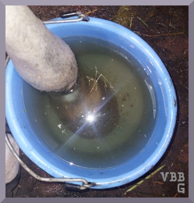 photo of a gray hoof soaking in a blue bucket, with a bright camera flash in the center