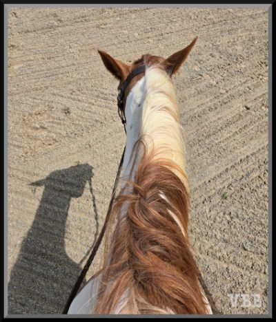 Photo of the ears and neck of a brown and white pony, in a sand ring with horse shadow to the left