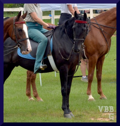 photo of a black horse in the middle of a horse show line up, standing on grass