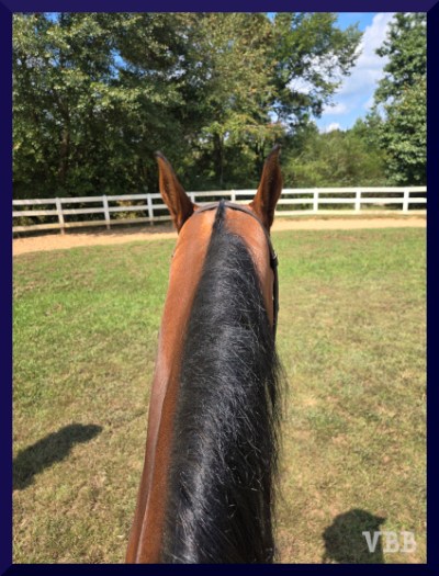 photo of the neck & ears of a bay horse, with ears turned back to the rider and two shadows on the ground