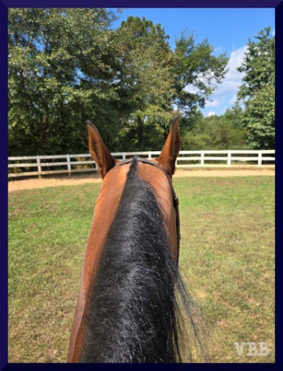 photo of the neck & ears of a bay horse, with ears partly turned back to the rider