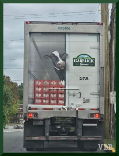 Photo of the back of a delivery truck showing a painting of cow looking out.