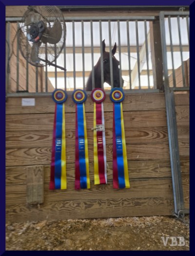 photo of four horse show ribbons hanging on a stall wall with horse in background