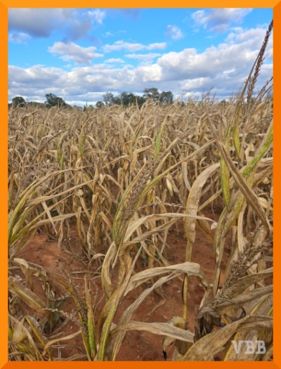 photo of cornfield with dried stalks