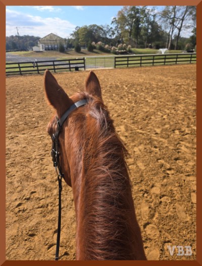 Photo of the ears and neck of a chestnut horse in an outdoor ring