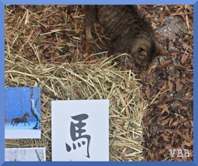 Photo of a cat next to three greeting cards on a hay bale