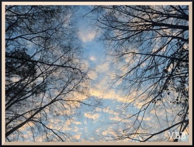 Photo of early morning cloudy sky through tree branches