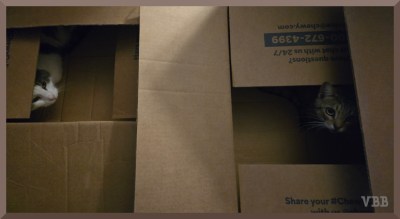 Photo of a gray and white cat and tabby cat each in a Chewy box, heads are visible, rest of cats hidden behind flaps of box